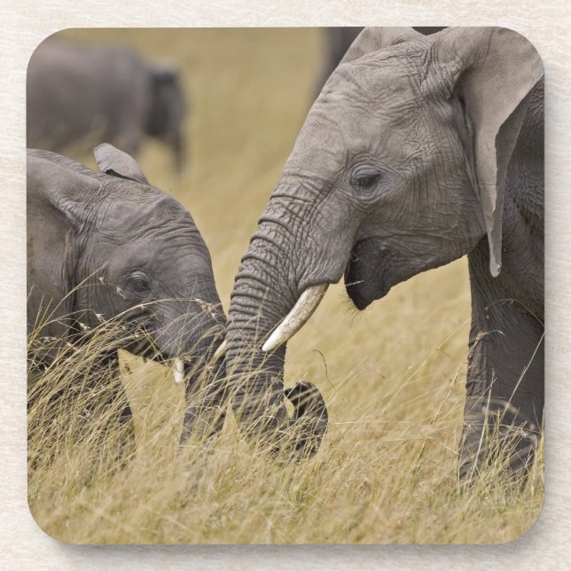 A African Elephant grazing in the fields Beverage Coaster (Front)