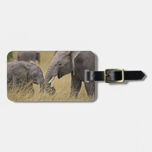 A African Elephant grazing in the fields of the Luggage Tag