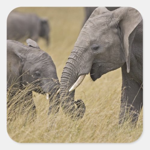 A African Elephant grazing in the fields of the Square Sticker