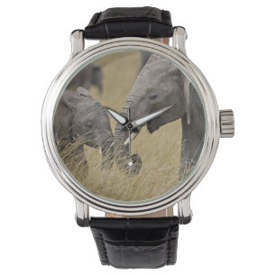 A African Elephant grazing in the fields Watch