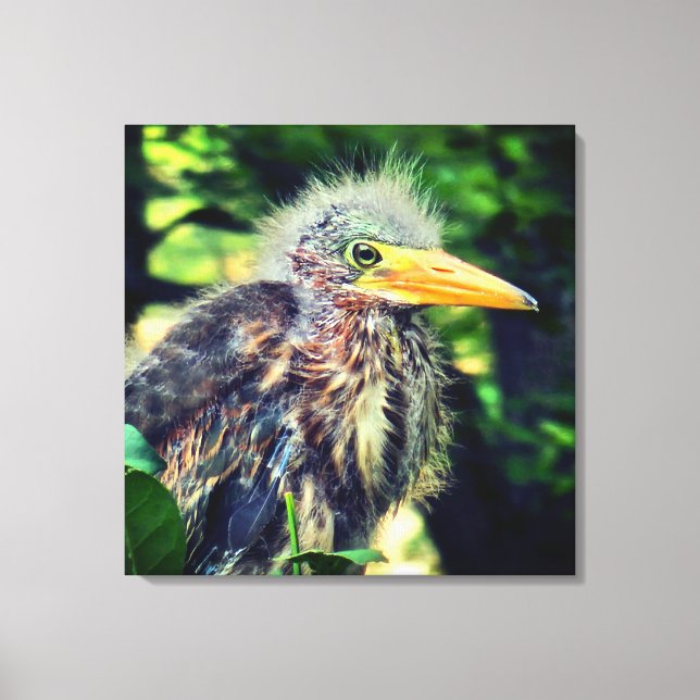 A baby green heron canvas print (Front)