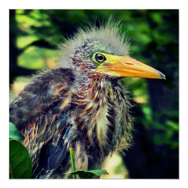 A baby green heron poster (Front)