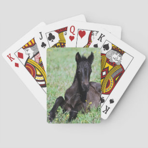 A baby horse in the meadow poker cards