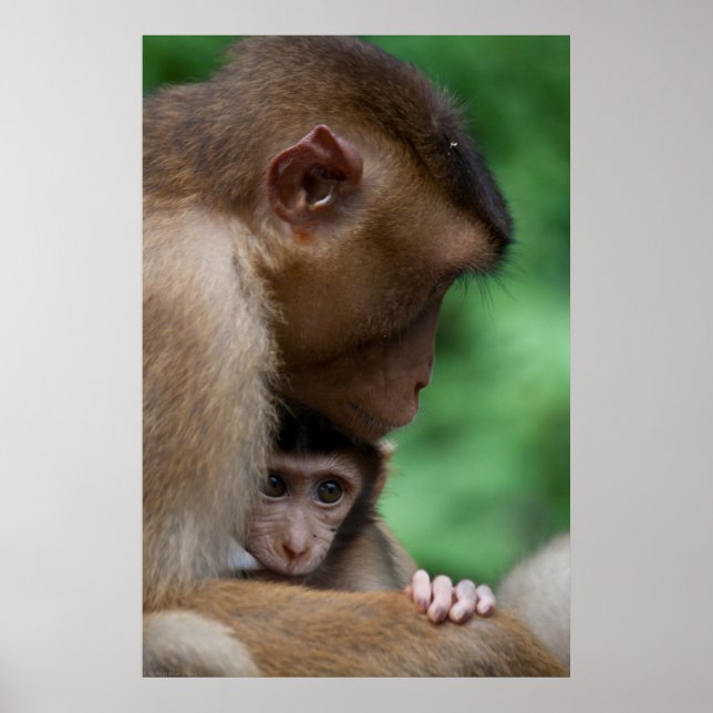A Baby Macaque And It's Mother Poster (Front)