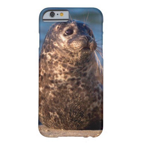 A baby seal coming ashore in Childrens Pool Barely There iPhone 6 Case