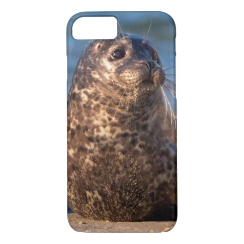 A baby seal coming ashore in Childrens Pool iPhone 87 Case