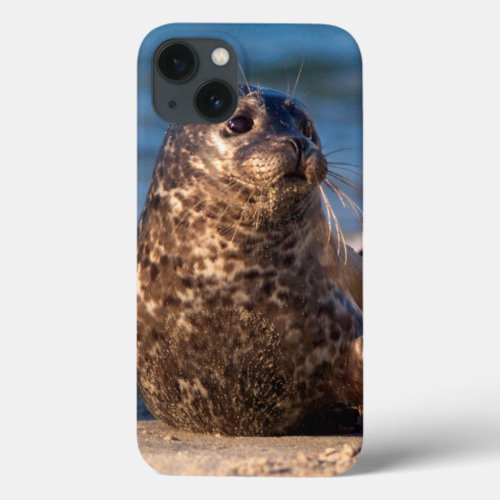 A baby seal coming ashore in Childrens Pool iPhone 13 Case