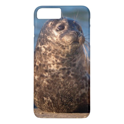 A baby seal coming ashore in Childrens Pool iPhone 8 Plus7 Plus Case