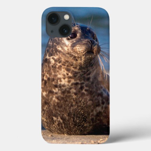 A baby seal coming ashore in Childrens Pool iPhone 13 Case