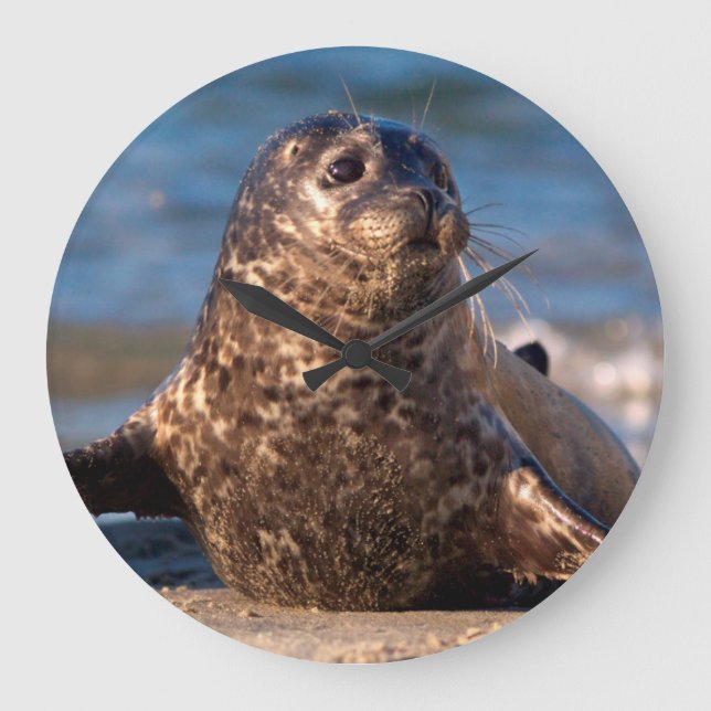 A baby seal coming ashore in Children's Pool Large Clock (Front)