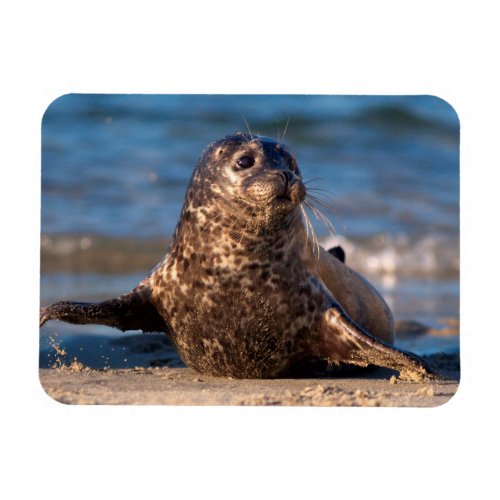 A baby seal coming ashore in Childrens Pool Magnet