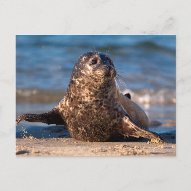 A baby seal coming ashore in Children's Pool Postcard (Front)