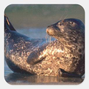 A baby seal lifting it's tail