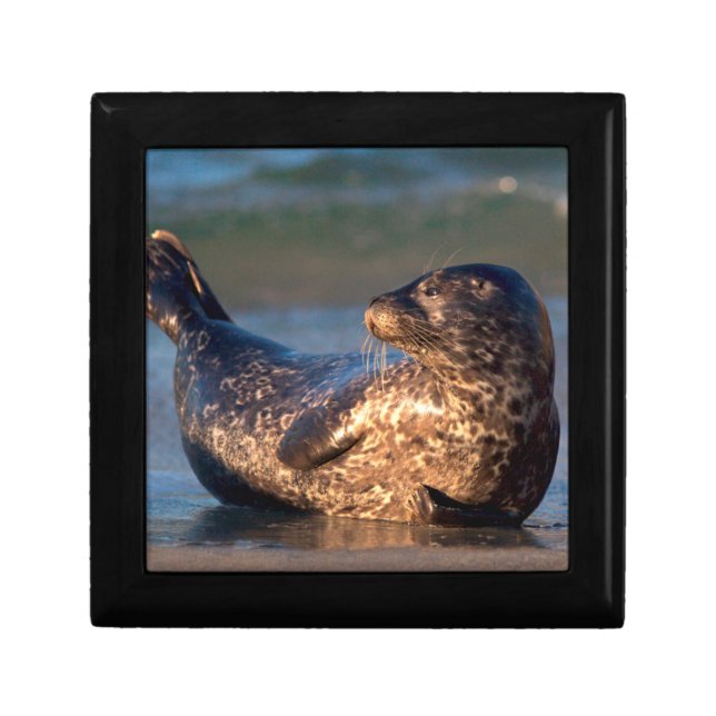 A baby seal lifting it's tail keepsake box (Front)