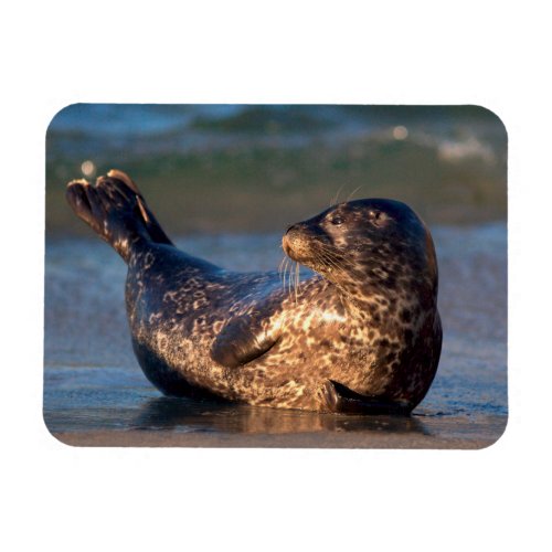 A baby seal lifting its tail magnet