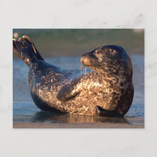 A baby seal lifting it's tail postcard