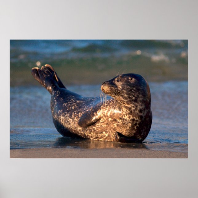 A baby seal lifting it's tail poster (Front)