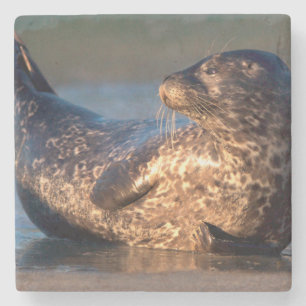 A baby seal lifting it's tail stone coaster