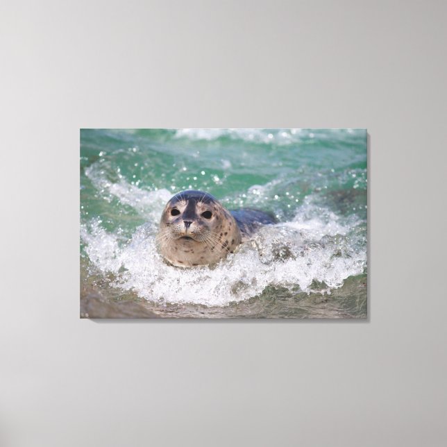 A baby seal surfing canvas print (Front)