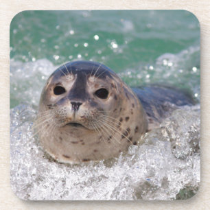 A baby seal surfing drink coaster