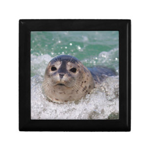 A baby seal surfing gift box