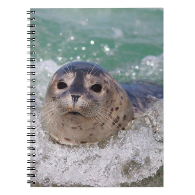 A baby seal surfing notebook (Front)