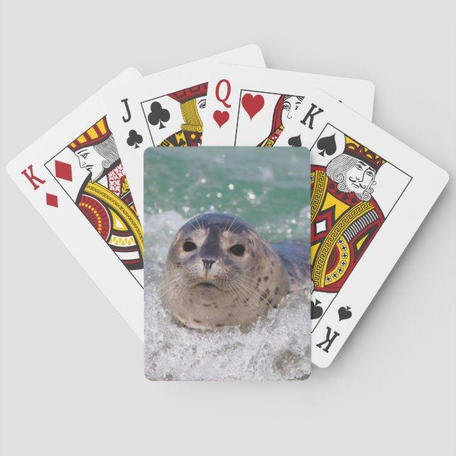 A baby seal surfing poker cards (Back)