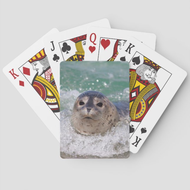 A baby seal surfing poker cards (Back)