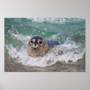 A baby seal surfing poster