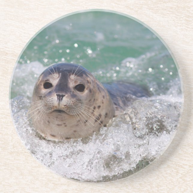 A baby seal surfing sandstone coaster (Front)