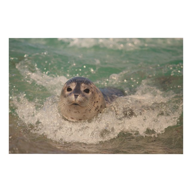 A baby seal surfing wood wall art (Front)
