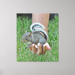 A Baby squirrel in a woman’s hand Canvas Print