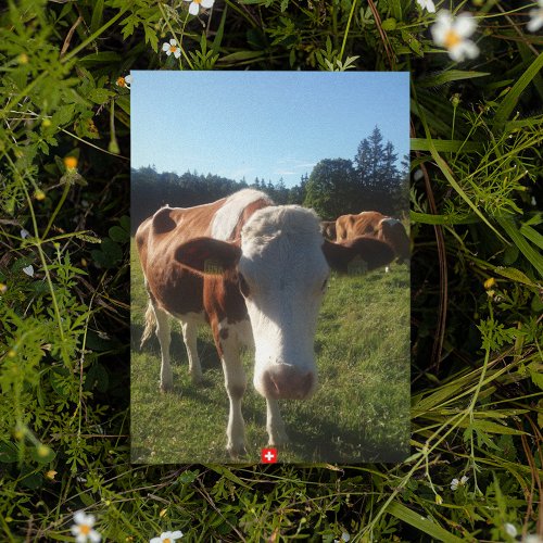 A Baby Swiss Cow Postcard
