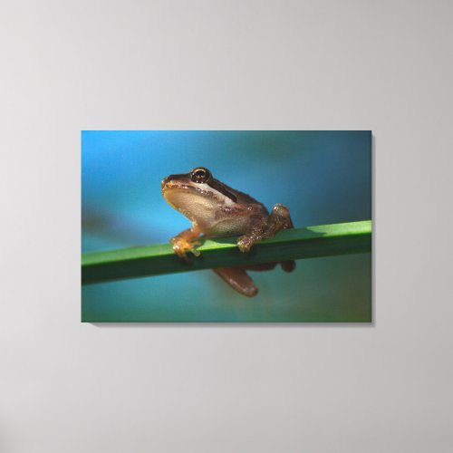 A Baby Tree Frog Canvas Print