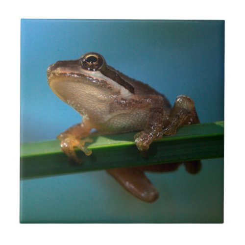 A Baby Tree Frog Ceramic Tile