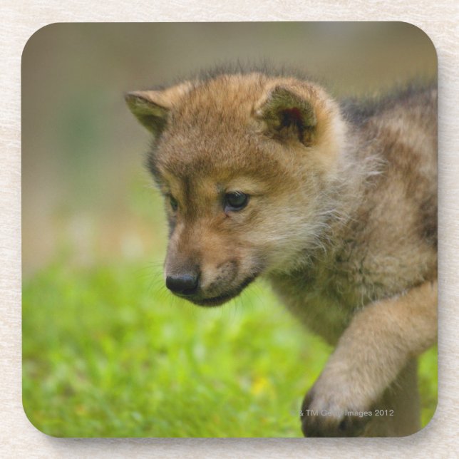 A baby wolf beverage coaster (Front)