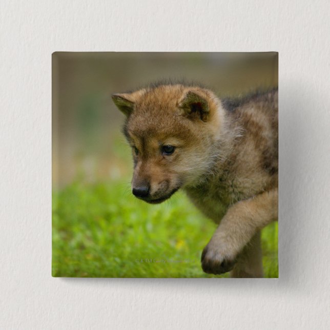 A baby wolf button (Front)