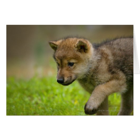 A baby wolf cards (Front Horizontal)