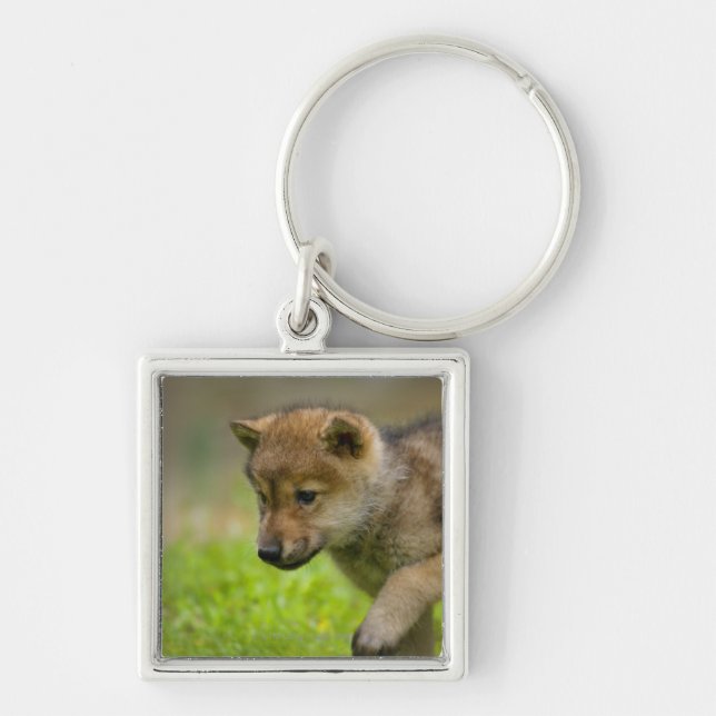A baby wolf keychain (Front)