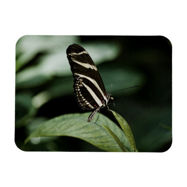 A Balanced Meal Premium Magnet (Horizontal)