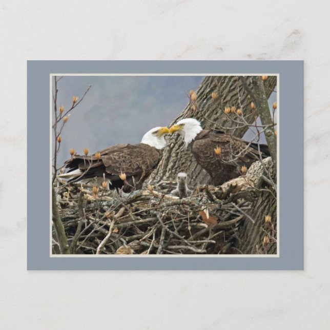 A Bald Eagle Family Portrait Postcard (Front)