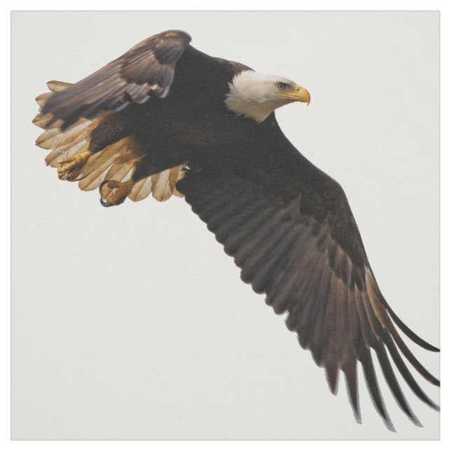 A Bald Eagle Takes to the Sky Fabric (Swatch)
