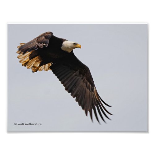 A Bald Eagle Takes to the Sky Photo Print