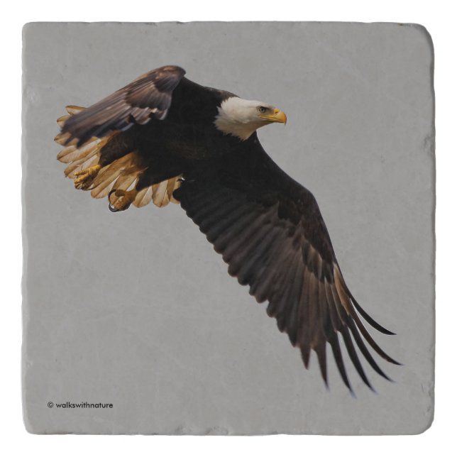 A Bald Eagle Takes to the Sky Trivet (Front)