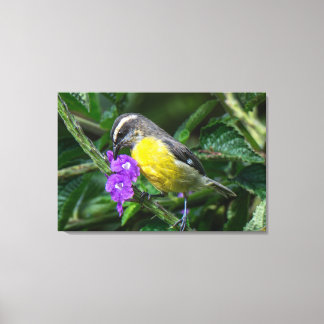 A Bananaquit Savors the Nectar of Purple Flowers Canvas Print