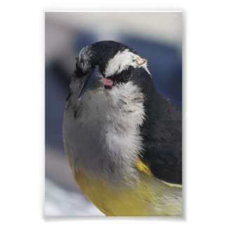 A Bananaquit ~ Yes I am, looking at you.   Photo Print