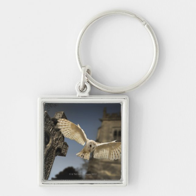 A Barn Owl (Tyto alba) in a graveyard in North Keychain (Front)