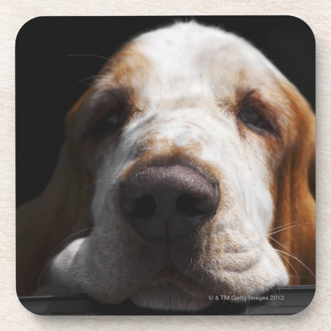 A Basset Hound resting his head Beverage Coaster (Front)