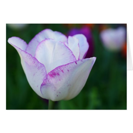 A Beatiful Note of Spring! Cards (Front Horizontal)