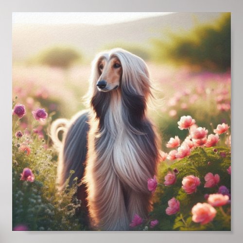 A beautiful Afghan Hound Poster